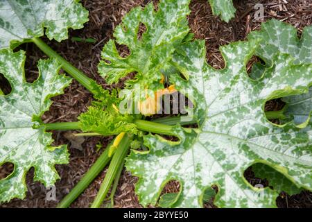 Courgette plants leaves growing on a vegetable patch in a garden.  Grow your own concept Stock Photo