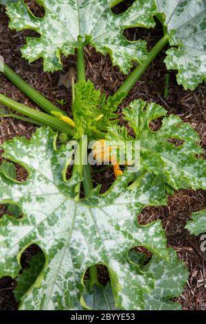 Courgette plants leaves growing on a vegetable patch in a garden.  Grow your own concept Stock Photo