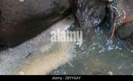 Scum bubbles floating on a surface of polluted water Stock Photo