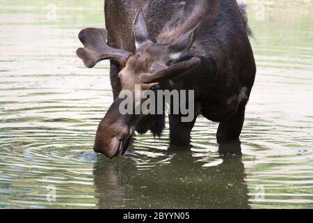 A Bull Moose drinking from a pond. Stock Photo