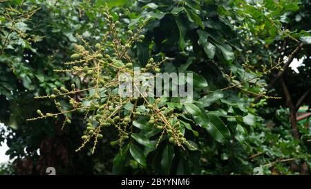 Dimocarpus longan fruit, one of the fruits with sweet taste and has good business value Stock Photo