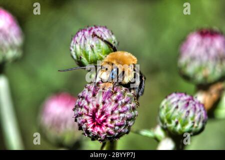 Golden Northern Bumblebee (Bombus sp.) in HDR Stock Photo