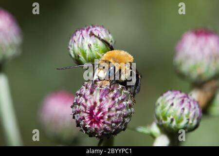 Golden Northern Bumblebee (Bombus sp.) Stock Photo