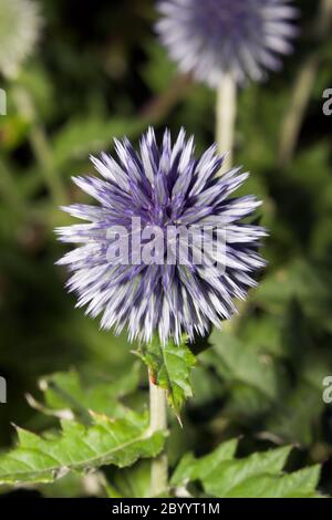 Globe thistle flower (Echinops sp.) Stock Photo