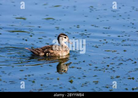 Wood Duck (Aix sponsa) duckling. Stock Photo