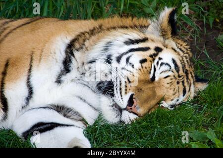 Bengal Tiger Sleeping Stock Photo