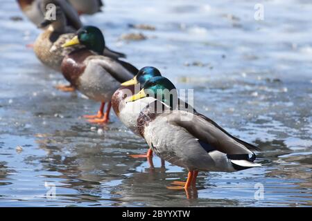 Mallard ducks lined up. Stock Photo