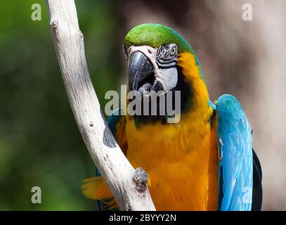 Blue and yellow Macaw perched on a tree Stock Photo