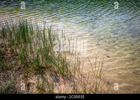Eelgrass is located on the shore of a lake with clear water Stock Photo