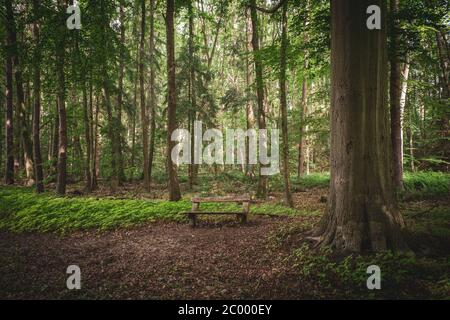 in a forest there is a park bench next to a big tree Stock Photo