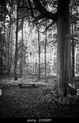 in a forest there is a park bench next to a big tree Stock Photo