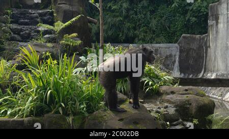 The chimpanzee (Pan troglodytes), also known as the common chimpanzee, robust chimpanzee, or simply 'chimp', is a species of great ape native to the f Stock Photo