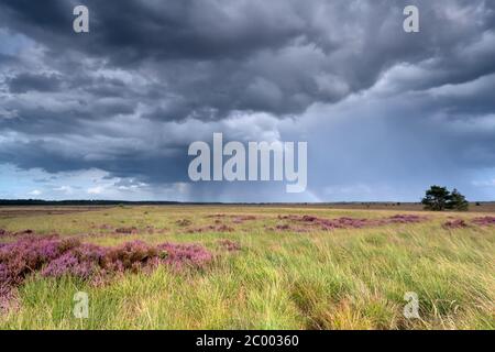 stormy sky and rainbow over heatherland Stock Photo