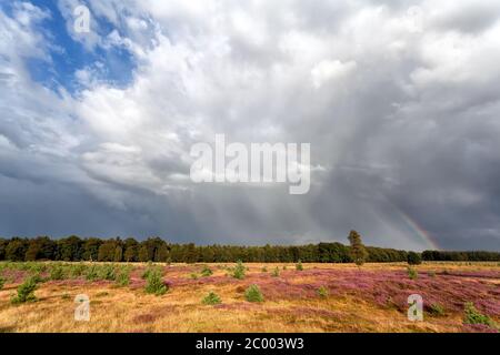 stormy sky and rainbow over meadow with heather Stock Photo