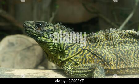 The green iguana also known as the American iguana, is a large, arboreal, mostly herbivorous species of lizard of the genus Iguana. Stock Photo