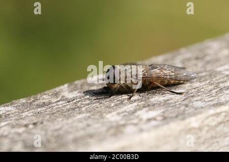 A Narrow-winged Horsefly, Tabanus maculicornis, perching on a wooden fence. Stock Photo