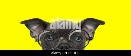 shy american bully puppy wearing glasses and looking up on yellow background Stock Photo