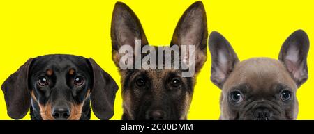 adorable team of 3 dogs consisting of a Teckel dog, German Shepherd dog and French Bulldog dog are standing next to each other and looking at camera o