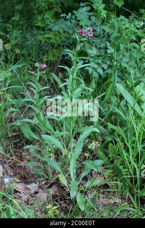 Cynoglossum montanum - Wild plant shot in the spring. Stock Photo