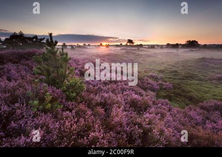 sunrise over flowering pink heather Stock Photo