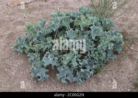 Eryngium maritimum, Sea Holly. Wild plant shot in the spring. Stock Photo