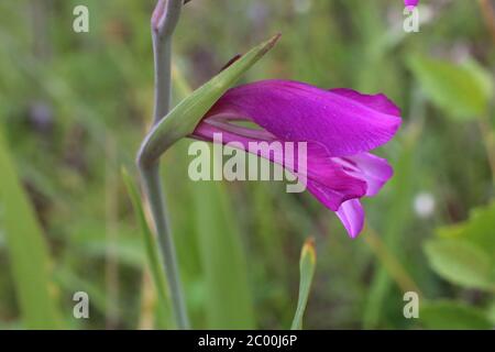Gladiolus imbricatus - Wild plant shot in the spring. Stock Photo