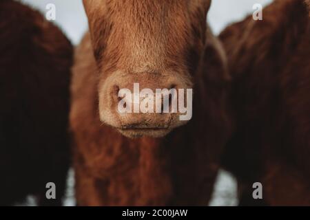Cute detail of the brown cow's wet nose with drops of water from melting snow during the freezing winter morning Stock Photo