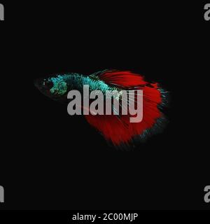 Green betta fish / battle fish with bright red tails isolated on a black background Stock Photo