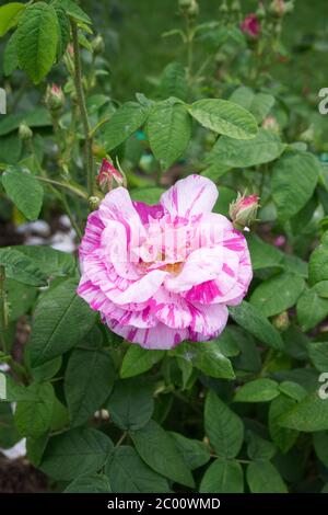 Double pink summer flowers of Gallica rose Rosa Duchesse de Buccleugh ...
