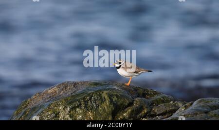 Common ringed plover (Charadrius hiaticula), ont rock water background Stock Photo