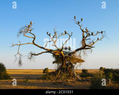 Group of vultures sitting on the tree in the evening time Stock Photo