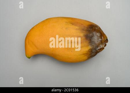 Rotten Mango Fruit Isolated On A White Stock Photo, Picture and Royalty  Free Image. Image 28898519.