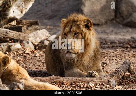 Lion king Stock Photo