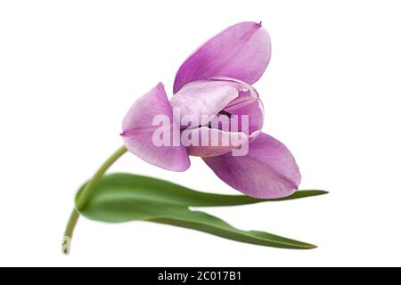 Purple tulip flower blossom isolated on white Stock Photo