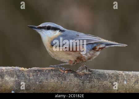 adult nuthatch perched on branch Stock Photo