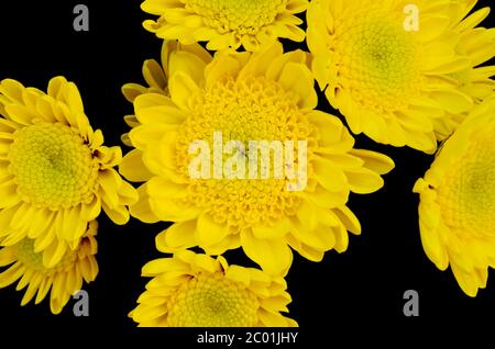 Yellow flowers isolated on black Stock Photo