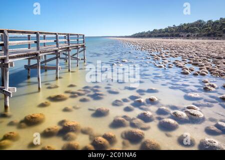 the thrombolites in lake clifton , near mandurah western australia Stock Photo