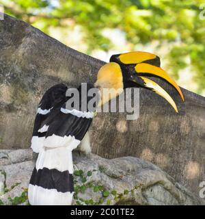 Great Hornbill or Buceros bicornis large birds in Thailan Stock Photo