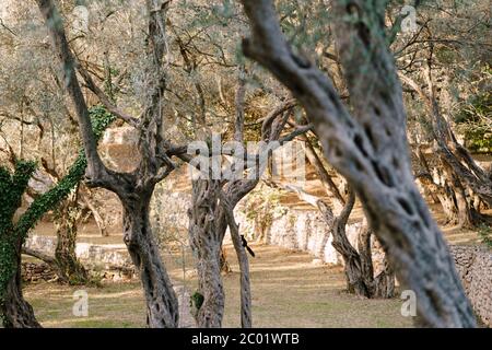 Black squirrel climbs on olive tree. Stock Photo