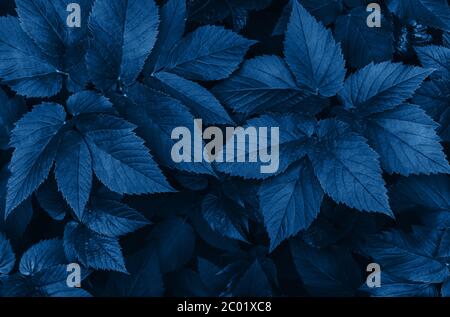 Perfect natural fresh grass pattern background. Dark blue moody backdrop for your design. Copy space. Stock Photo