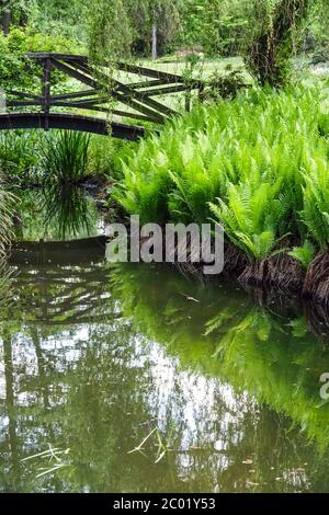 Wooden bridge over garden stream, Ostrich fern on stream bank Stock Photo