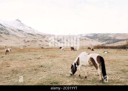 A close-up of a white horse in brown spots, against a background of a herd of horses freely walking in the field. Snow-capped peaks of the mountains Stock Photo