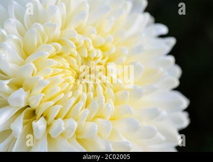 Close up white Chrysanthemum Morifolium flower Stock Photo