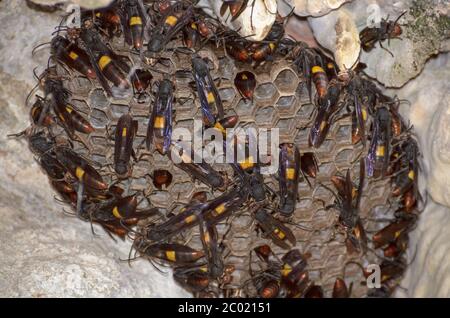 Nest of Lesser banded hornet (Vespa affinis) Stock Photo