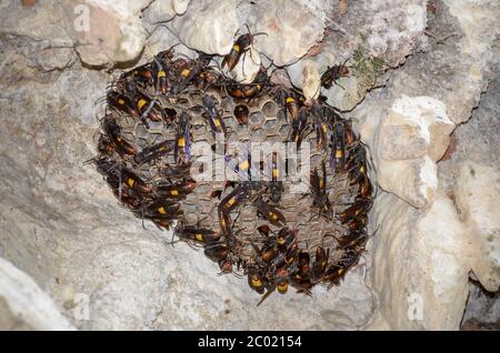 Nest of Lesser banded hornet (Vespa affinis) Stock Photo