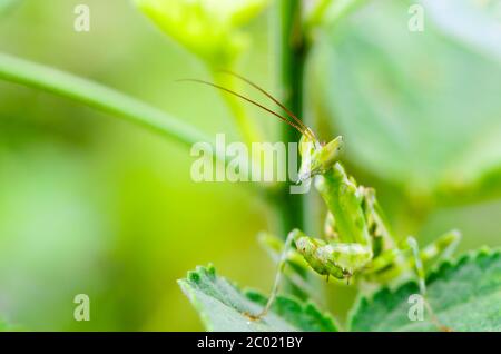 Jeweled Flower Mantis or Indian Flower Mantis Stock Photo