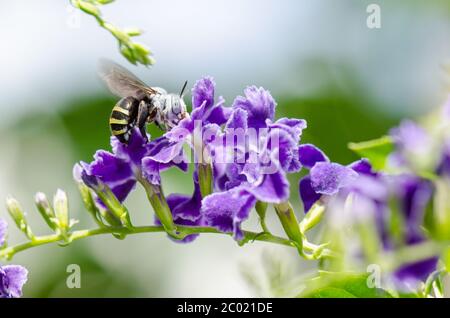 White-Banded Digger Bee (Amegilla quadrifasciata) Stock Photo