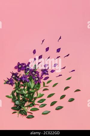 Violet wild flowers and leaves composition on pastel pink background. Summer and spring concept. Natural backdrop for your design. Flat lay style. Cop Stock Photo