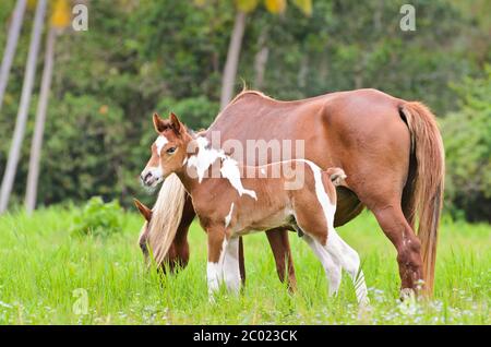 Mare and foal in a meadow Stock Photo