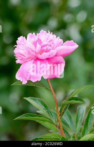 Paeonia lactiflora 'Bouquet Perfect', peony 'Bouquet Perfect'. Anemone-type, single pink flower Stock Photo